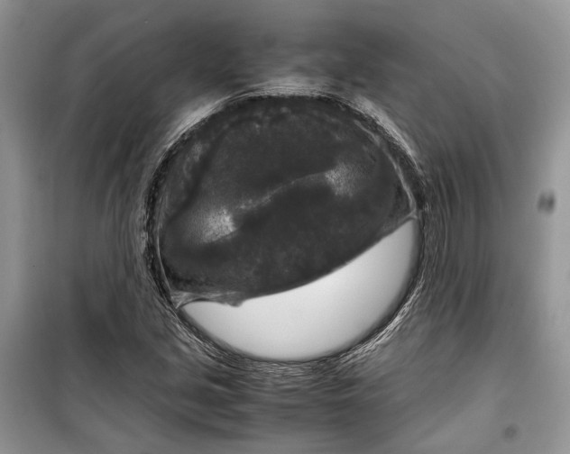 X0000099291213200805161317