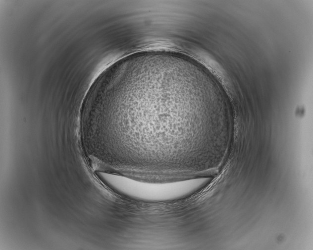 X0000099291234200805161317