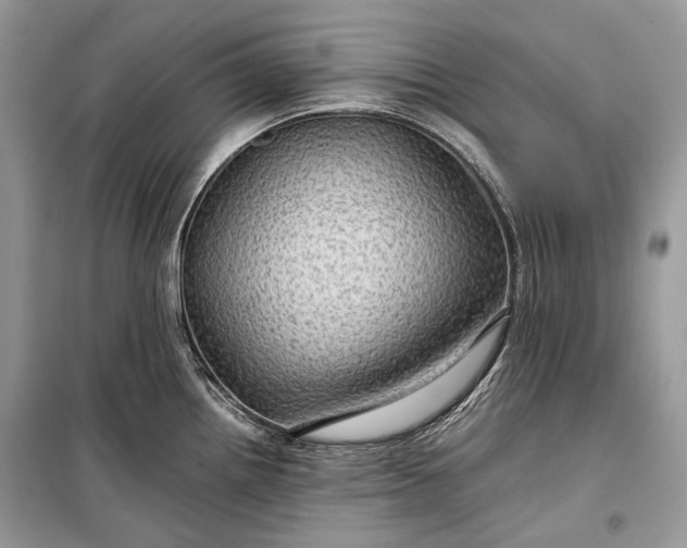 X0000099291242200805161318