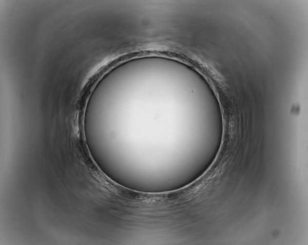 X0000099291262200805161317