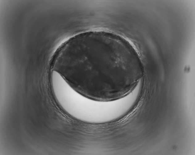 X0000099291263200805161317