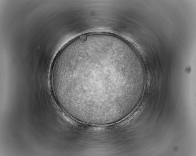 X0000099291278200805161317