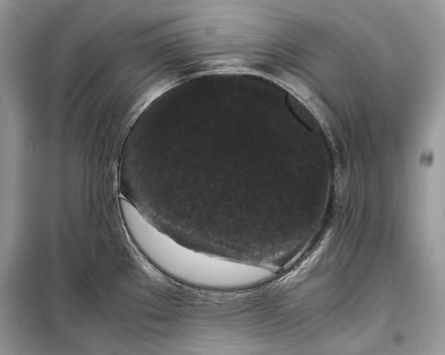 X0000099291289200805161316