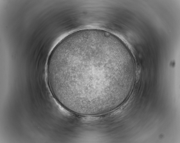 X0000099291294200805161316