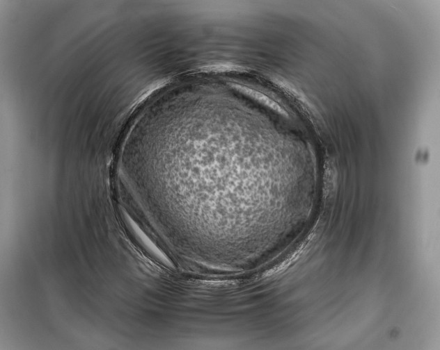 X0000099291305200805161316