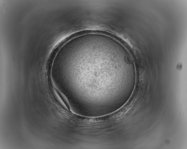 X0000099291311200805161316