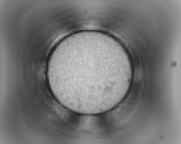 X0000099291314200805161316