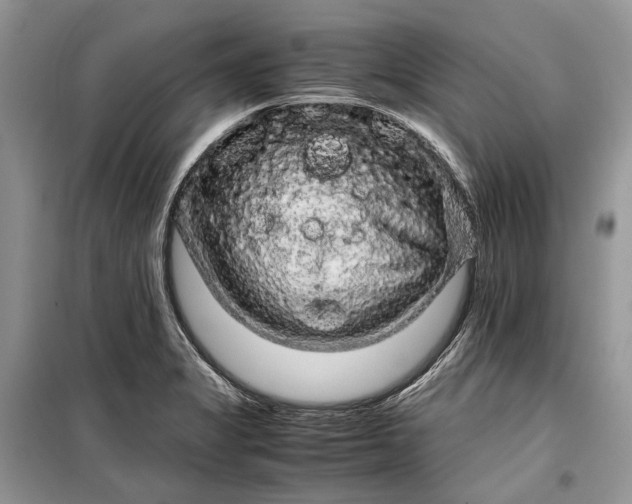 X0000099291325200805161316