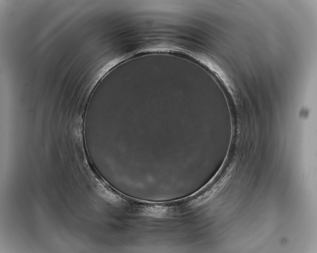 X0000099291329200805161316