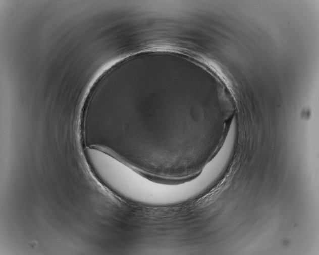 X0000099291331200805161316