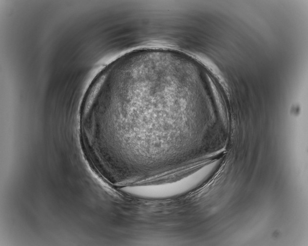 X0000099291335200805161316