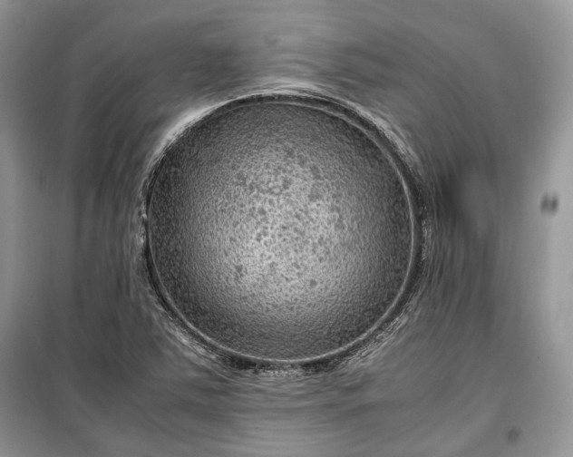 X0000099291363200805161315