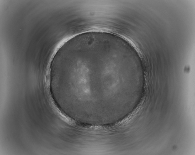 X0000099291371200805161315