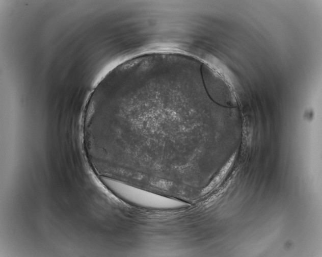 X0000099291382200805161315