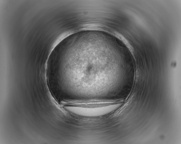 X0000099291386200805161315