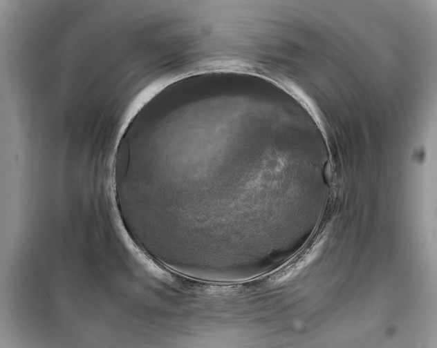 X0000099291389200805161315