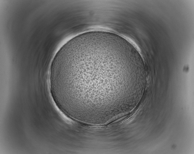 X0000099291391200805161315