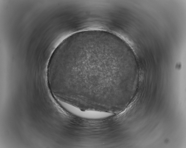 X0000099291423200805161315