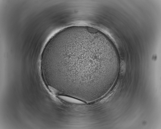 X0000099291424200805161315