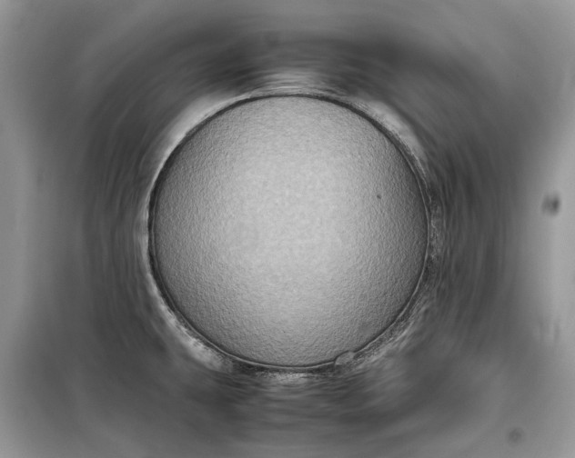 X0000099291431200805161315