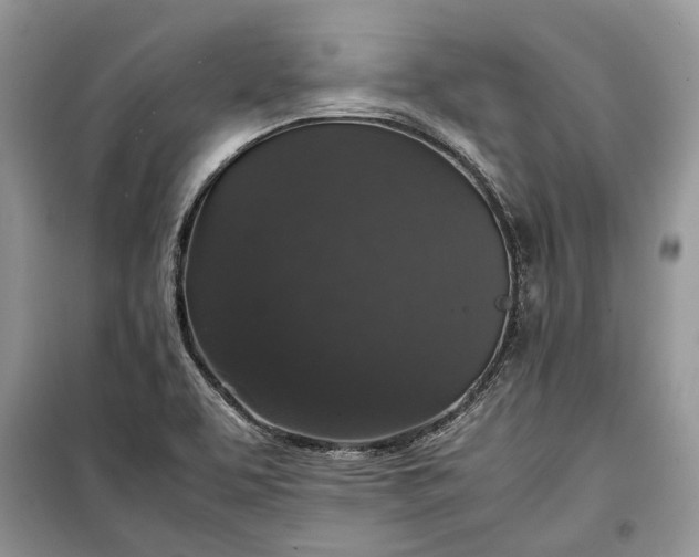 X0000099291463200805161314