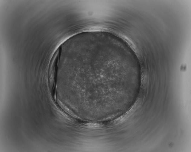 X0000099291465200805161314