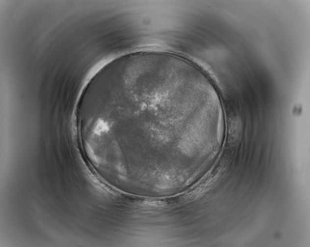 X0000099291466200805161314