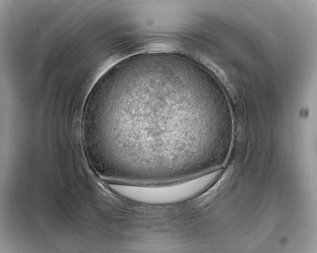 X0000099291473200805161313