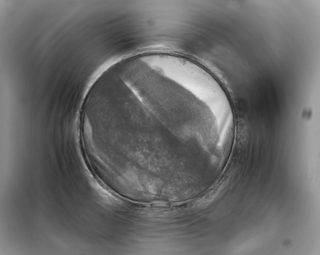 X0000099291474200805161313