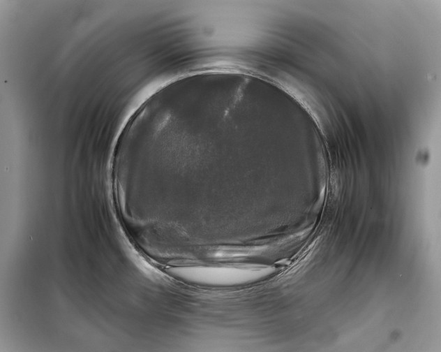 X0000099291482200805161313