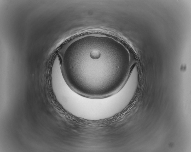 X0000099291496200805161313