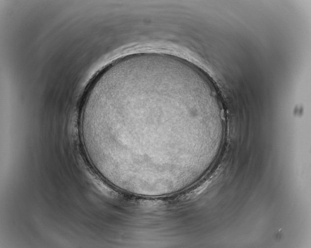 X0000099291498200805161313