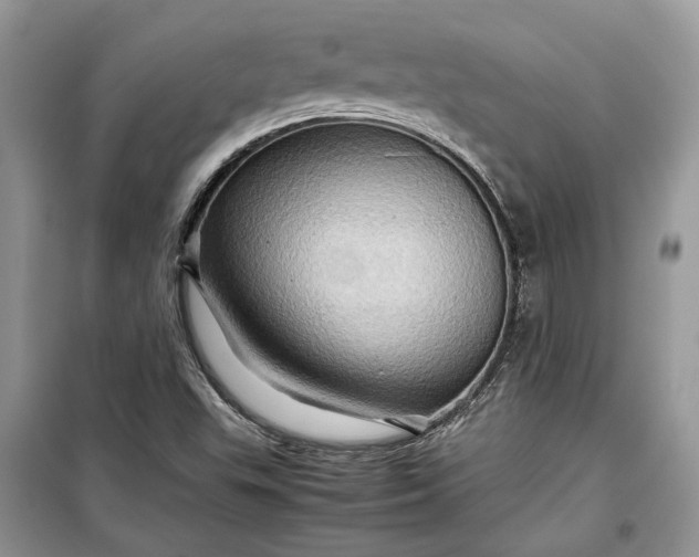 X0000099291503200805161313