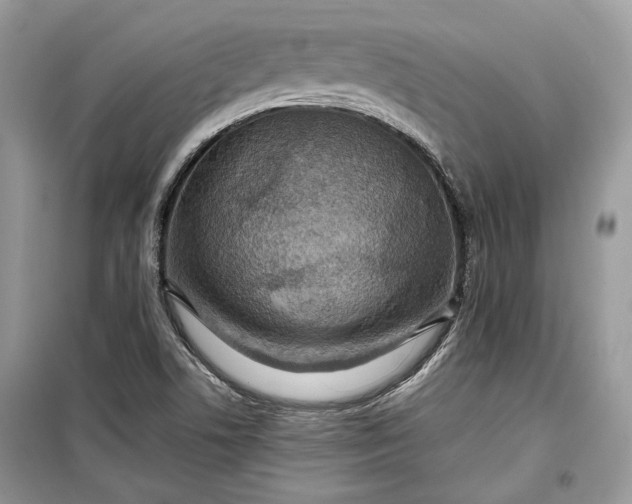 X0000099291506200805161313