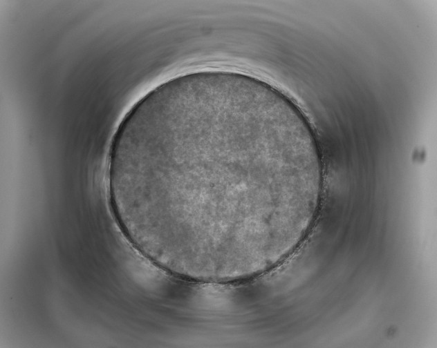 X0000099291514200805161313