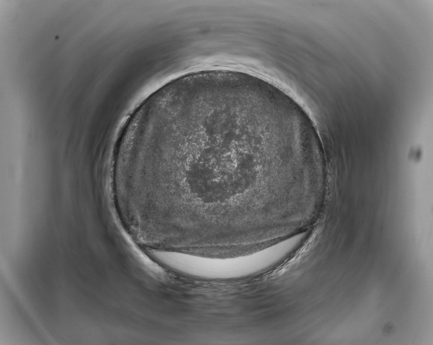 X0000099291525200805161313