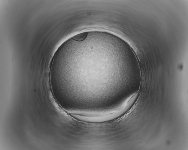 X0000099291534200805161313