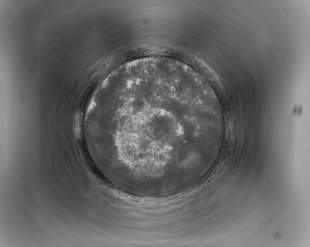 X0000099290026200805231330