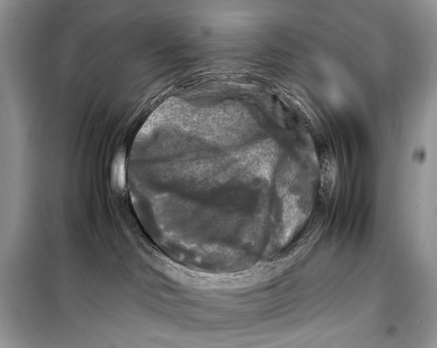 X0000099290046200805231330