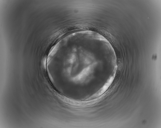 X0000099290047200805231330