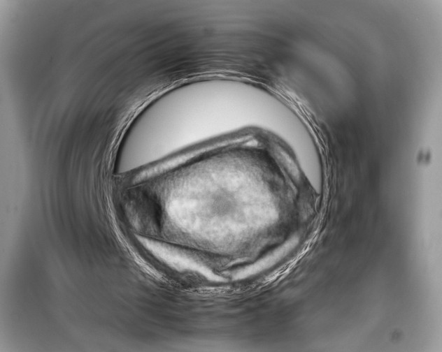 X0000099290049200805231329