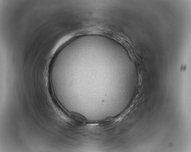 X0000099290054200805231329