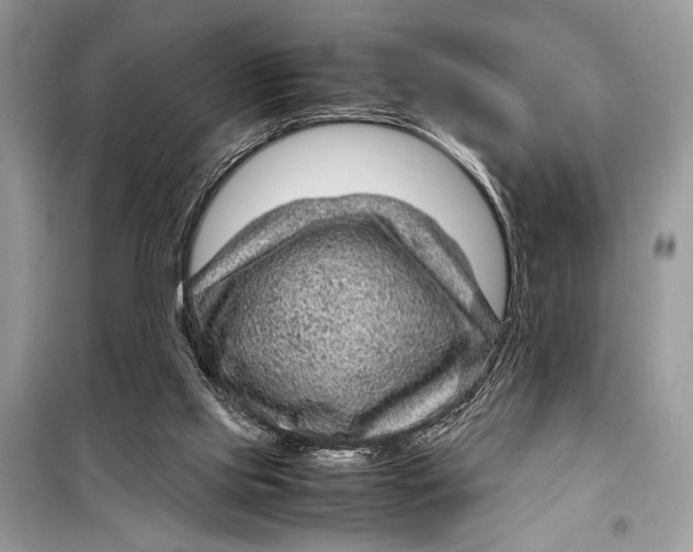 X0000099290061200805231329