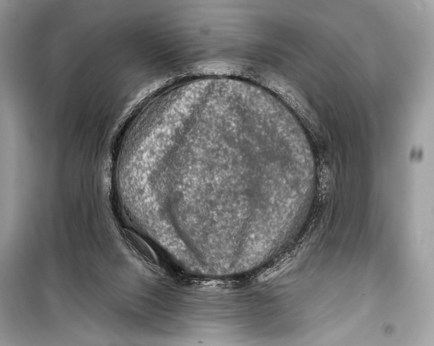 X0000099290064200805231329