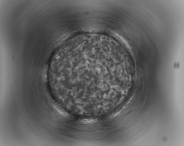 X0000099290065200805231329