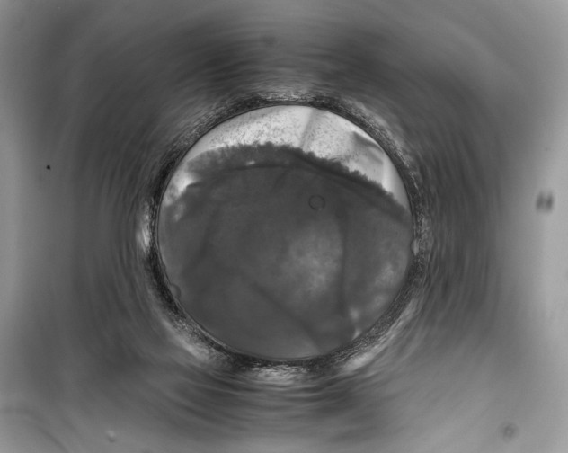 X0000099290069200805231329