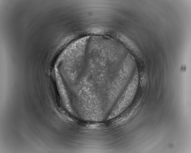 X0000099290072200805231329