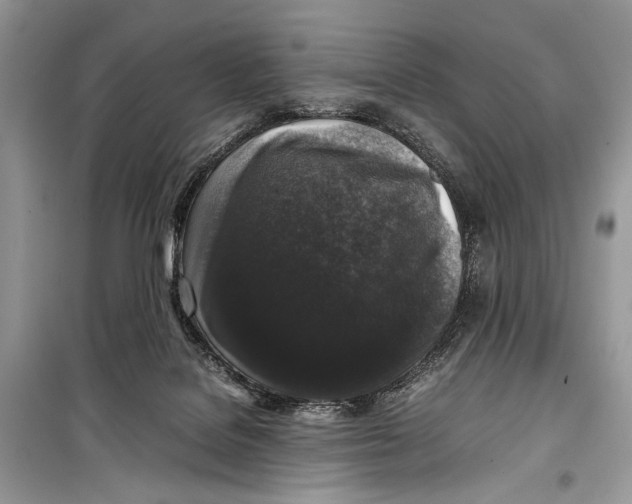 X0000099290076200805231329