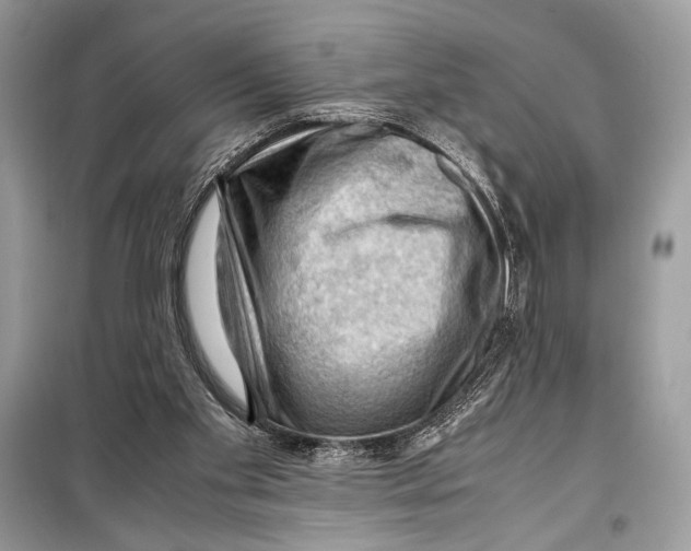 X0000099290109200805231329