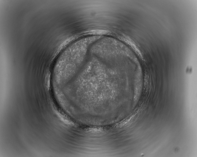 X0000099290110200805231329